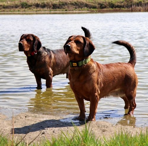 Dingo Obroża Scandi 2,0cm/45cm szara na Arena.pl
