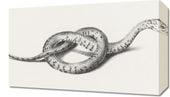Obraz 50x30cm Wąż, Jean Bernard Vintage do Salonu