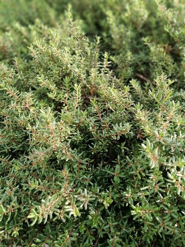 Paksistima canbyego zimozielona krzewinka okrywowa na Arena.pl