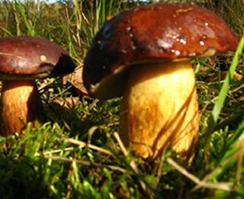 Mikoryza dla drzew liściastych na Arena.pl