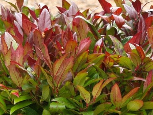 Kiścień SCARLETTA ZEBLID Do cienia Zimozielony Czerwony Duże sadzonki C3 na Arena.pl