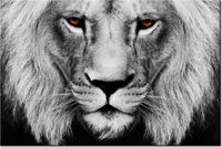 120CM 80CM OBRAZ ŚCIENNY LWIE SPOJRZENIE