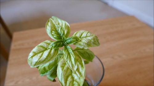 OPRYSK HELP PLANT ŻELAZO FE 20ML CHOROBY FIZJOLOGICZNE I ZAHAMOWANY WZROST na Arena.pl