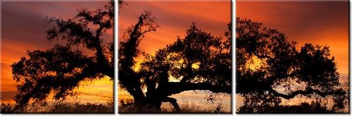 90 80CM OBRAZ T3 ELEM DĄB ZACHODZĄCYM SŁOŃCU DON MCCULLOUGH DRUK ŚCIENNY na Arena.pl