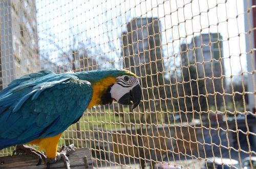 ZESTAW SIATKA NA BALKON 6x3m Z DRUCIKIEM PREMIUM DLA KOTA BEZ WIERCENIA na Arena.pl