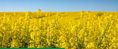 AMISTAR 250 SC 200ml 0,2L grzybobójczy na Arena.pl