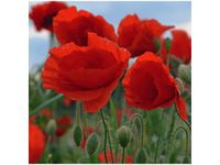 50X50CM MAKI DUNCAN OBRAZ