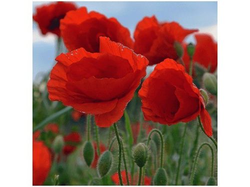 50X50CM MAKI DUNCAN OBRAZ na Arena.pl