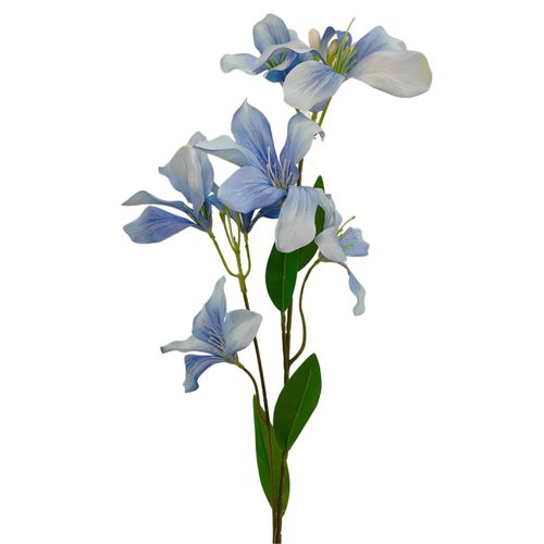 Liliowiec pojedynczy błękitny na Arena.pl