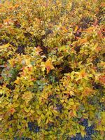 product-compare-55147733