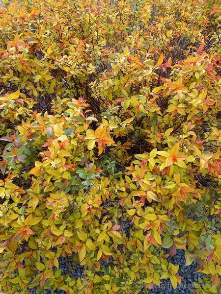 Tawuła japońska Goldflame doskonała do ogrodu zdjęcie 1