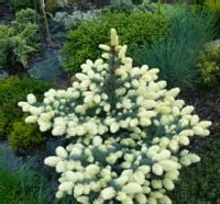 ŚWIERK KŁUJĄCY BIAŁOBOK - białe wiosenne przyrosty