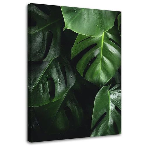 OBRAZ NA PŁÓTNIE Monstera Liście Natura 60x90 na Arena.pl
