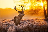 product-compare-58693864