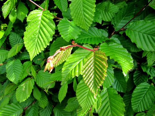 Grab Pospolity sadzonki 100-150 cm SZKÓŁKOWANY nie siewka PAKIET 50 szt na Arena.pl