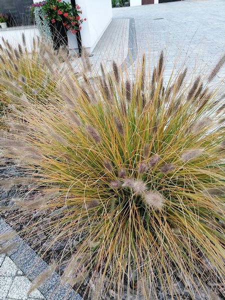 Rozplenica japońska Hameln do każdego ogrodu zdjęcie 4