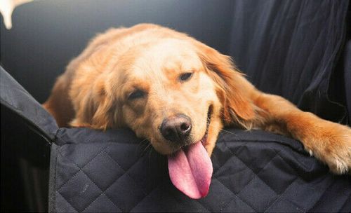 MATA FOTELIK TRANSPORTER dla PSA do SAMOCHODU DUŻY na Arena.pl