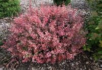 Berberys Thunberga INSPIRATION 10-30cm Bordowa Kulka