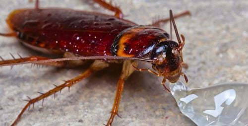 TRUTKA ŻEL NA KARALUCHY PRUSAKI RYBIKI STRONG + 10 X STACJA KARMNIK NA na Arena.pl