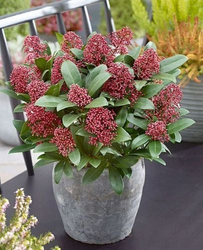 SKIMIA JAPOŃSKA Duże Sadzonki 1L 'Rubella' na Arena.pl