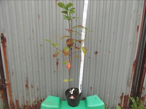ŚWIDOŚLIWA SADZONKA 20 / 30 cm na Arena.pl