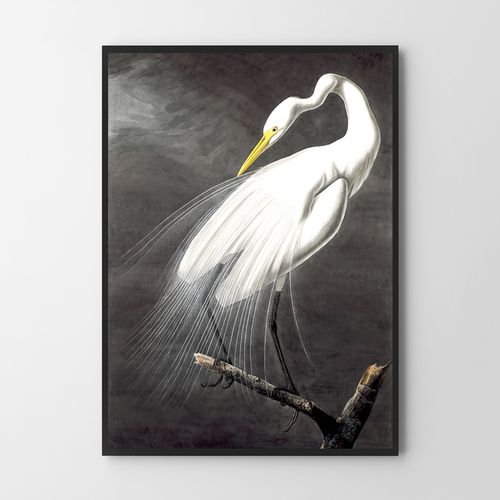 Plakat biały ptak alba 70x100 cm na Arena.pl