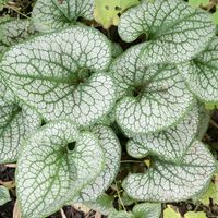 Brunera SEA HEART Brunnera Na cieniste rabaty Sadzonki w doniczkach P11