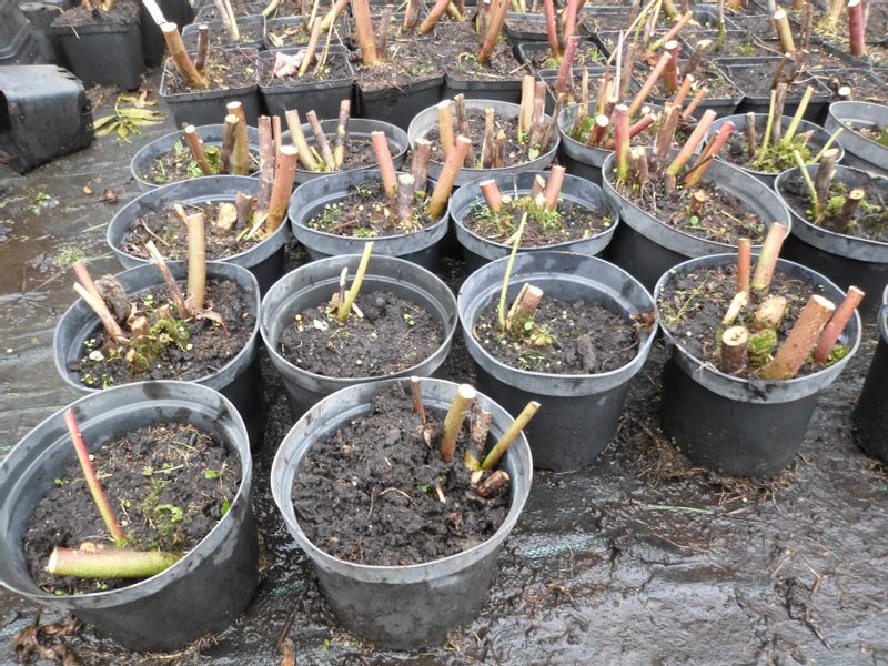 Hibiskus bylinowy OLD YELLA C2 zdjęcie 8