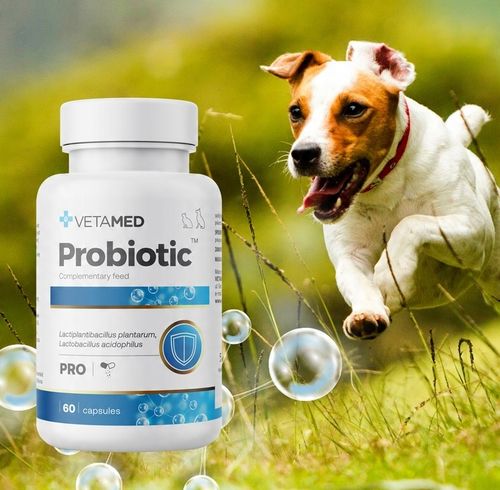 PROBIOTYK dla PSA I KOTA Prebiotyk VETAMED Probiotic 60 kapsułek + GRATIS na Arena.pl