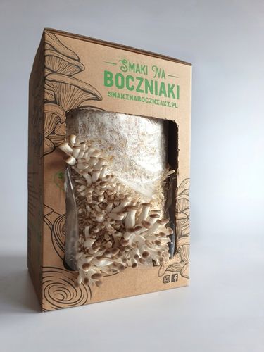 Grzybnia do uprawy domowej boczniak łyżkowaty na Arena.pl