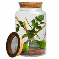 TERRARIUM DLA PATYCZAKA 30cm ZESTAW DO HODOWLI