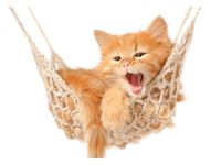 OBRAZ DRUK KOTEK JEGO HAMAK