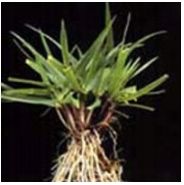 Trawa Mieszanka Traw SŁONECZNY OGRÓD tereny suche słoneczne 10KG Nasiona na Arena.pl