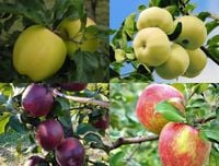 JABŁOŃ PAKIET 6SZT STARE ODMIANY sadzonki - 110 / 140 cm