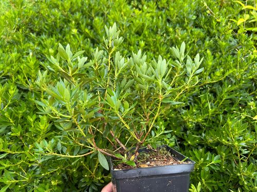 Różanecznik hirsutum x micranthum Różowy (Rhododendron) Doniczka 2.0L na Arena.pl