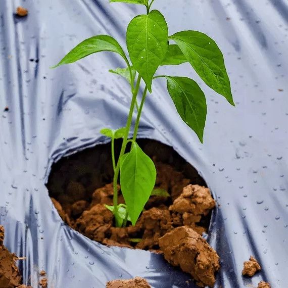 BioCover Materiał do Ściółkowania 1x20m | Ekologiczny i Biodegradowalny zdjęcie 11