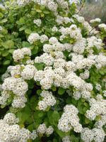 Tawuła brzozolistna Tor Gold okrywowa żywopłot