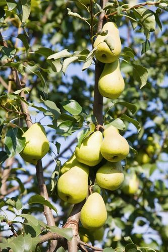 JABŁOŃ GRUSZA CZEREŚNIA WIŚNIA BRZOSKWINIA MORELA KOLUMNOWE PAKIET 6 na Arena.pl