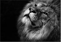 100 70CM OBRAZ PŁÓTNO SREBRNY LEW PŁÓTNO RAMA