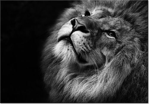 100 70CM OBRAZ PŁÓTNO SREBRNY LEW PŁÓTNO RAMA na Arena.pl