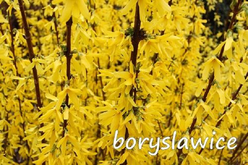 Forsycja 'Spectabilis' (Forsythia) w doniczkach C2, wysokość 50-70 cm na Arena.pl