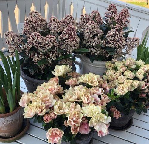 SKIMIA JAPOŃSKA Duże Sadzonki 1L 'Rubella' na Arena.pl