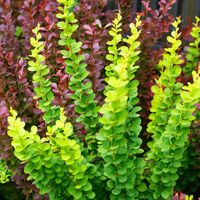 product-compare-57829746