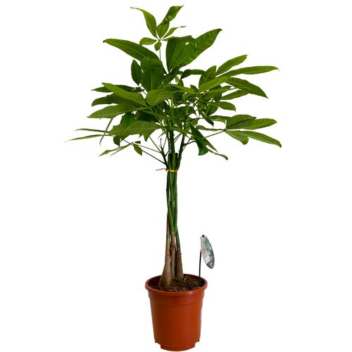 PACHIRA WODNA 85 cm na Arena.pl