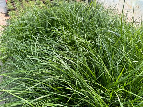 Śmiałek darniowy 'Palava' Rabata Skalniak (Deschampsia caespitosa)  1.0L na Arena.pl