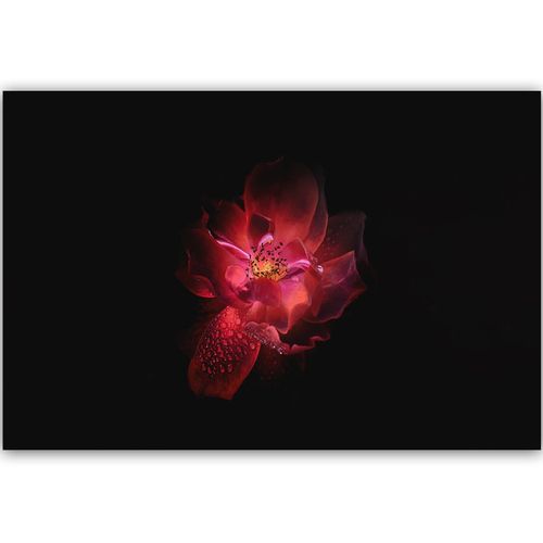 Deco Panel, Nocny kwiat 90x60 na Arena.pl