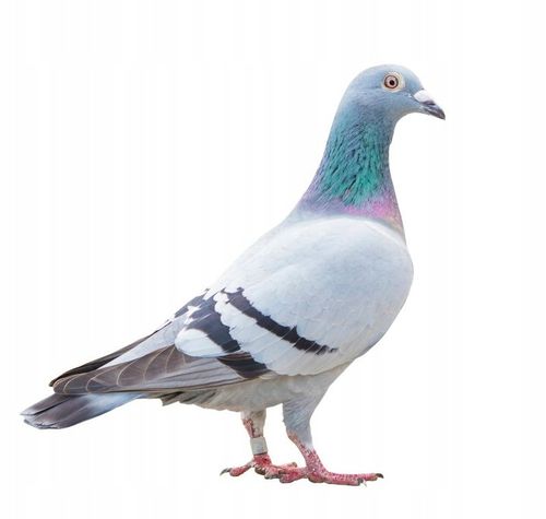 Mieszanka dla Gołębi 1kg na Arena.pl