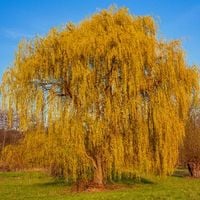Wierzba mandżurska, poskręcane gałęzie (Salix matsudana) P13