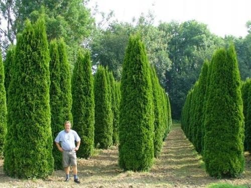 Thuja SMARAGD Żywotnik Tuja Szmaragd Na żywopłot Sadzonki w doniczakch P9 na Arena.pl