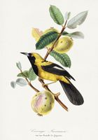 Plakat 70x100cm Jacamar, Paul Gervais Vintage do Salonu